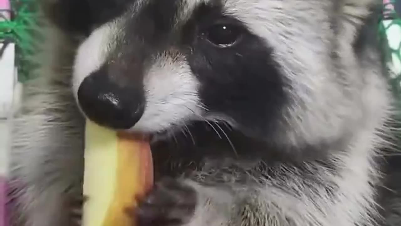 Rescuing baby raccoon