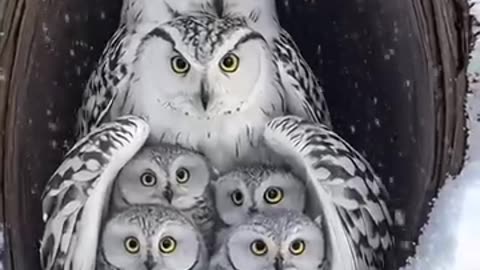 cute owls