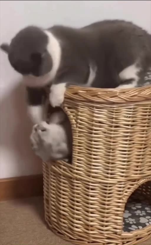 Kitties in the morning