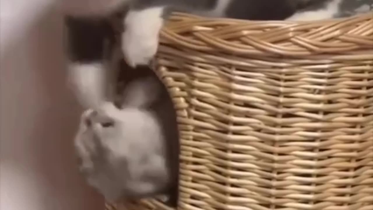 Kitties in the morning
