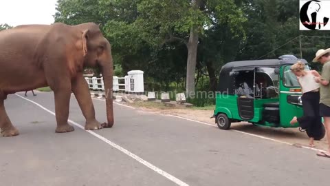 Wild Sri Lanka Elephant Attack