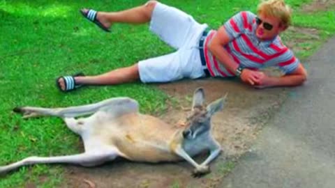 The World’s Funny Animals Are Here! 😂