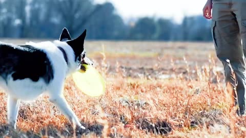 Dog Playing With a Disk | Dog Playing With Ball's | Playing Dogs. #petlover #doglover #dog #dogs