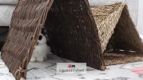 A Day in Life of Two Bunnies 🐰🐰🗓️