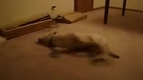 Funny Sleep Walking Dog