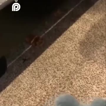 Funniest Animal Videos 😂 | Cute & Hilarious Pets Compilation!