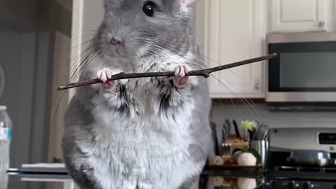 Top 10 Most Viewed Chinchilla YouTube Shorts