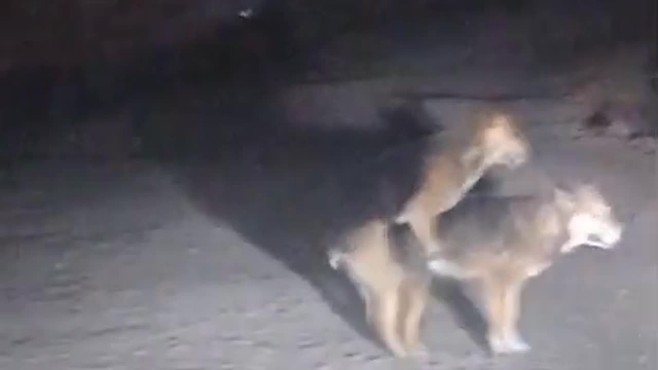 Dogs living the moment in a public place
