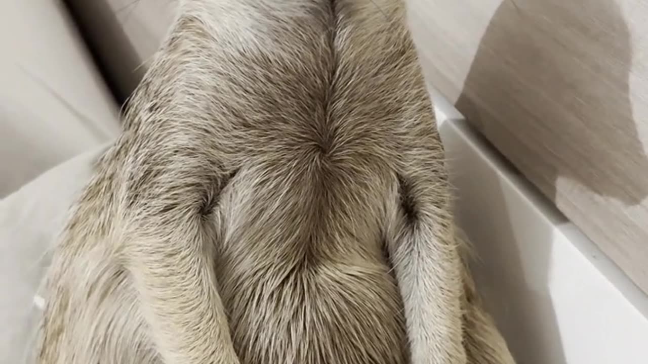 Showing Love to a Meerkat