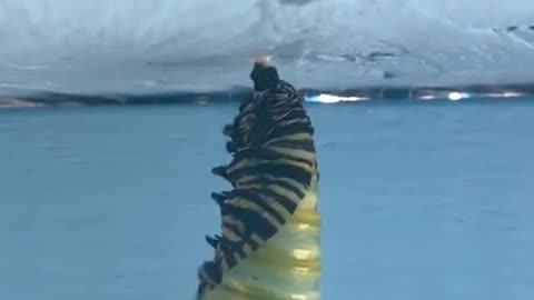 Monarch Caterpillar Pupating into Chrysalis