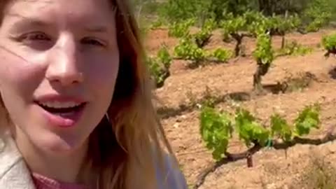 DisnDis My Experience Visiting a Sustainable Vineyard in the Penedes Region, Spain