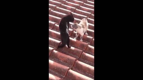 Funny animals - Funny cats / dogs - Funny animal videos 2023 - Part 10