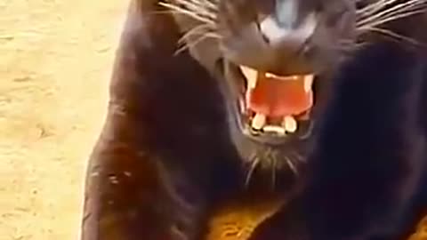 Baghera Ki Awaz|Real Sound of Black Jaguar So Dangerous