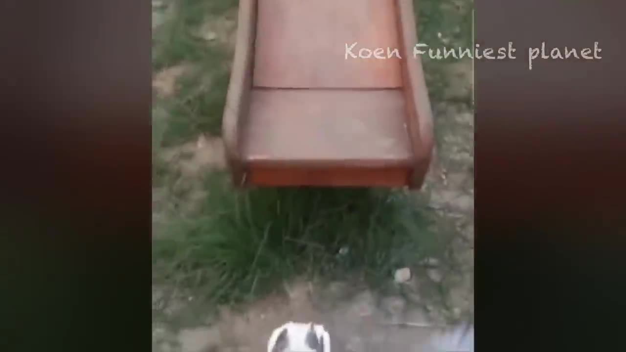 The Most Funniest Animals Video