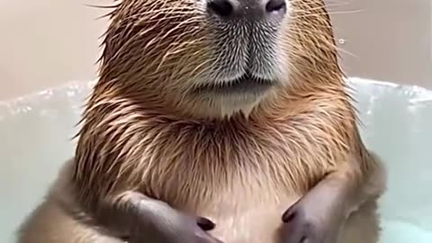 now my dream pet list includes capybara