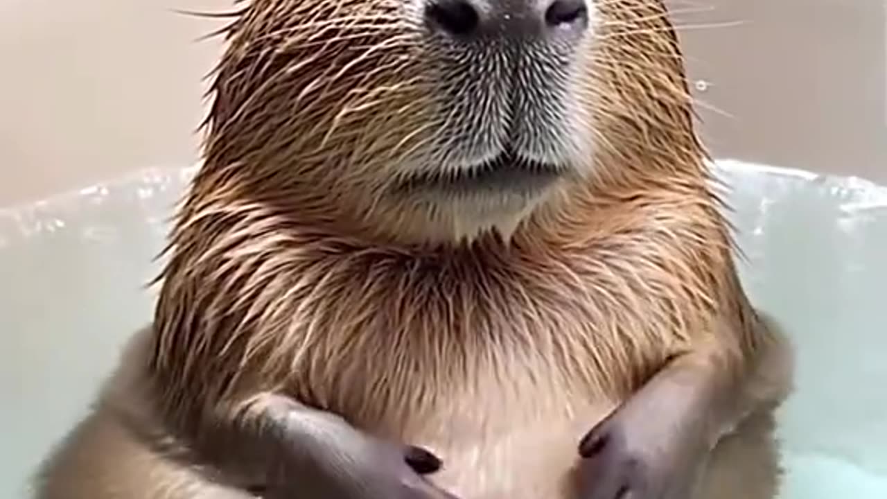 now my dream pet list includes capybara