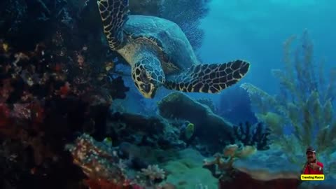 💋Raja Ampat Underwater Video SHOOT, Indonesia
