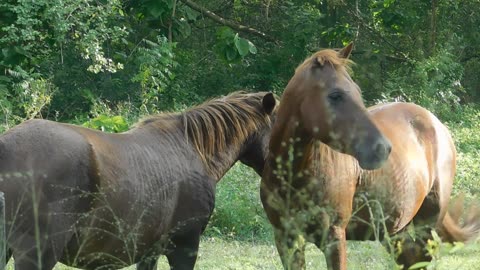 Chestnut Sri Lankan Ponies in Sri Lanka