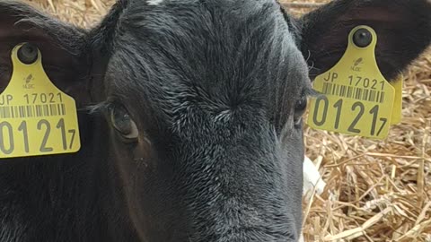 Cute Cow