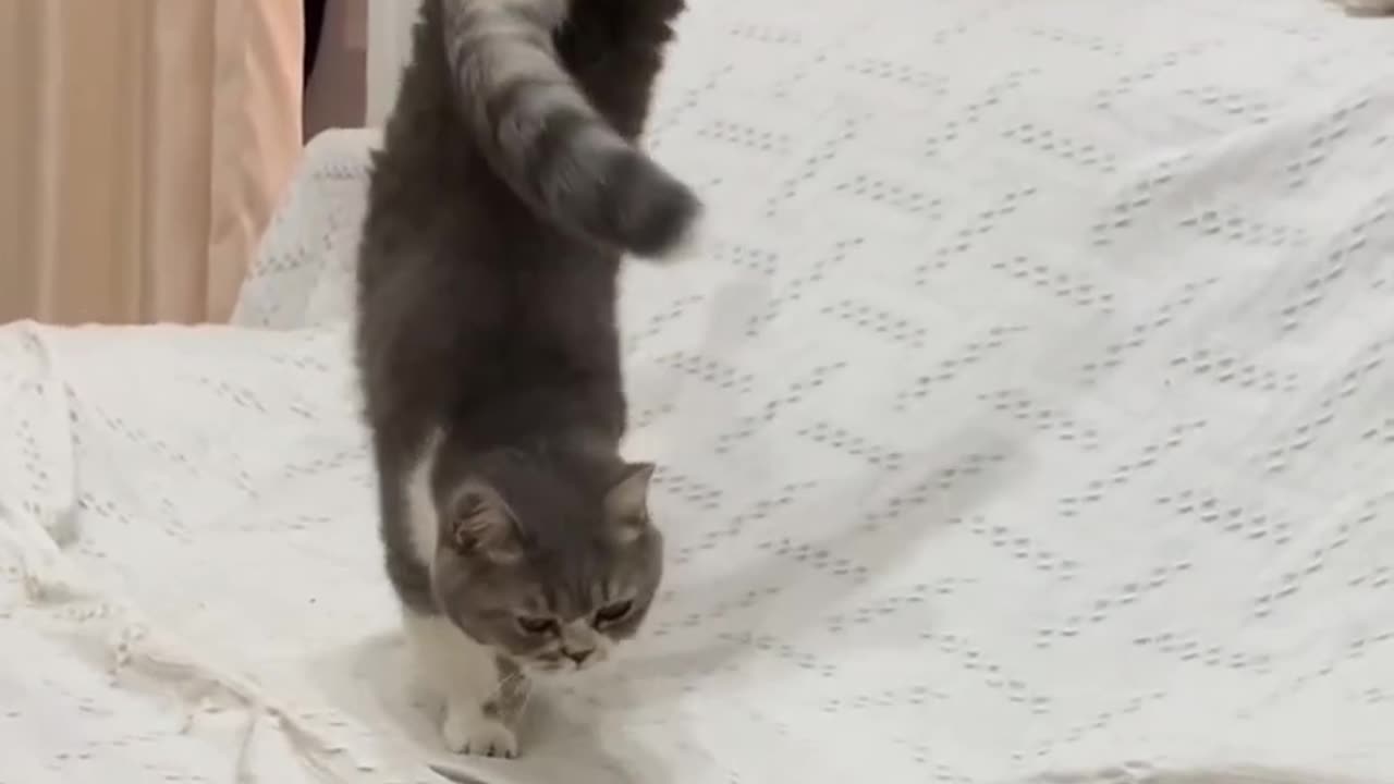 Feline Acrobatics: Watch This Gymnast Cat in Action! 🐾✨