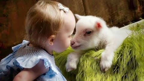 Melting Heart Moment of Cute Goats Cuddle With His Little Friends