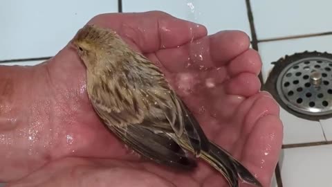 Handheld Sparrow Shower: The Cutest Bath Experience You'll Ever See