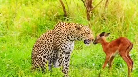 #wildlife #animal #video #nature #viral #video #tiktok #fyp wild