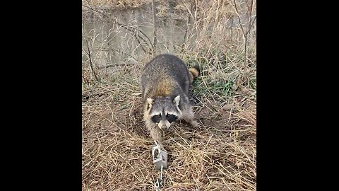 Thanksgiving break trapline.