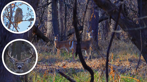 Filming and Photographing local wildlife Shenanigans