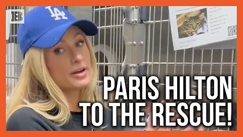 Paris Hilton Puts Out a Message to Help Reunite Cat Separated from Owner by L.A. Fires