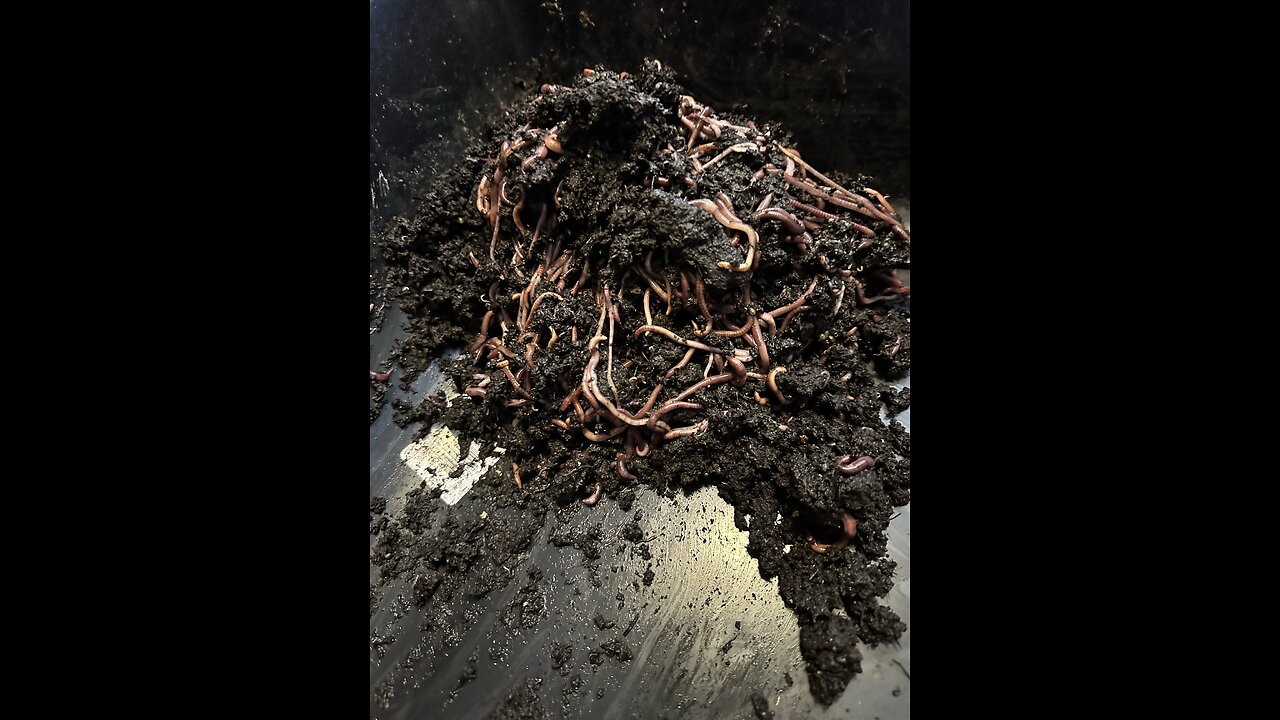 Cocoon Hatching
