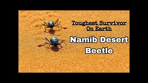 Namib Desert Beetle - Toughest Survivor on Planet Earth | Animal Planet Wildlife Documentary