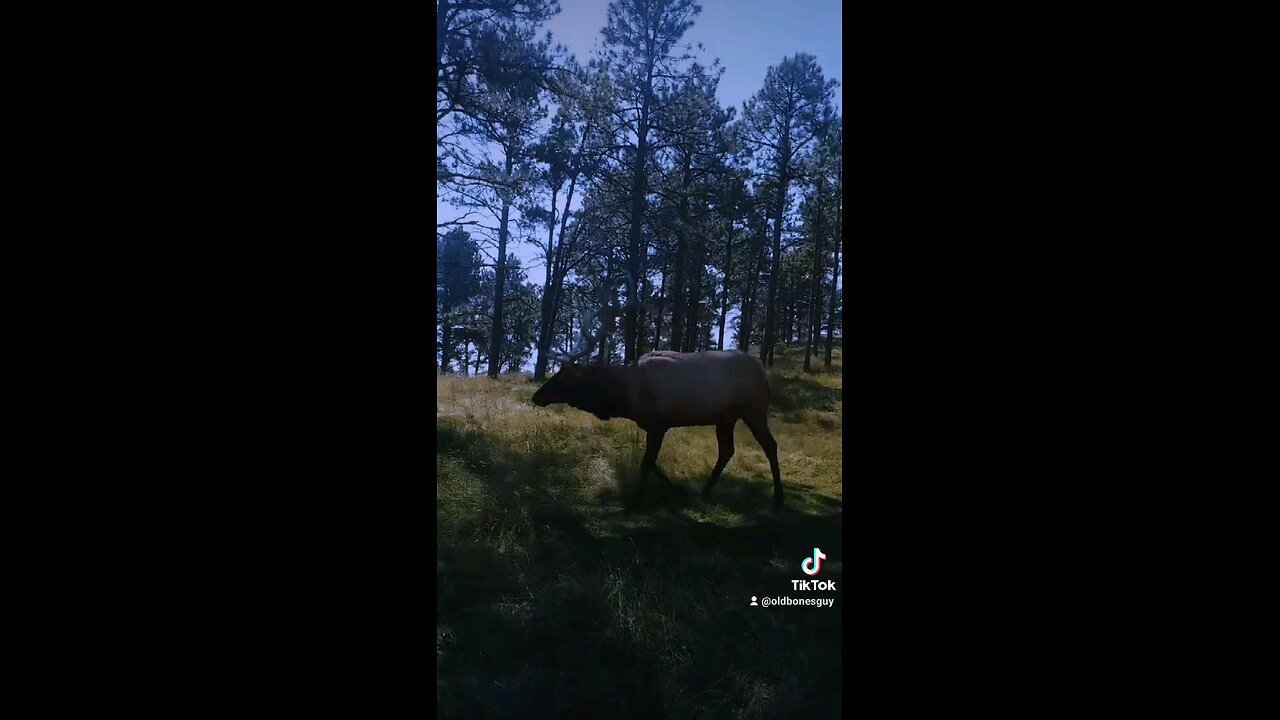 A mature bull elk strutting it's stuff in Bear Country USA