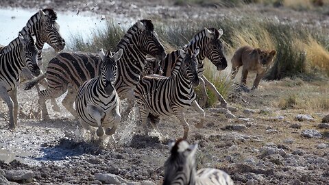 Lions Hunt Zebras