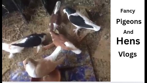 Fancy pigeons and hens vlogs