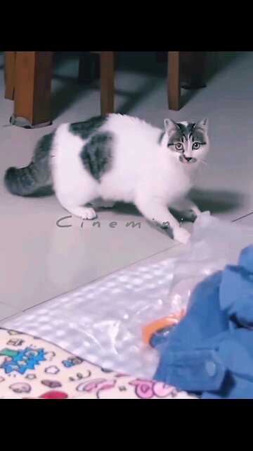 Viral HeroicAnimals Viral funnymoments cuteanimal Cat Supercat Entertainment Cats&Kittens funnycats