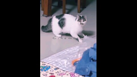 Viral HeroicAnimals Viral funnymoments cuteanimal Cat Supercat Entertainment Cats&Kittens funnycats