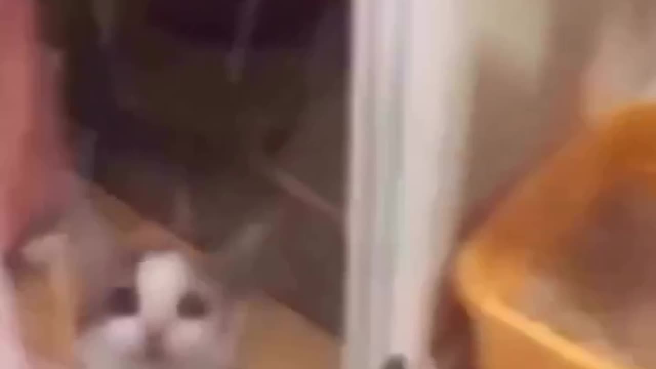 Warning: This Cat Video Will Make Your Day Better!