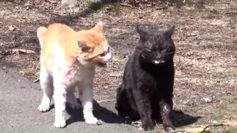 Funny Cats Fighting