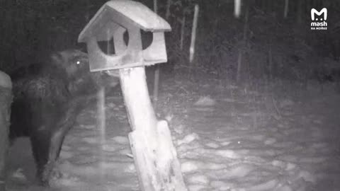 Wild Boar always raiding the bird feeder