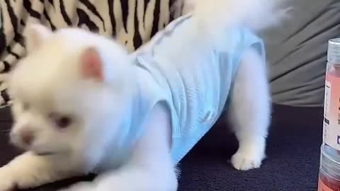 Funny cats and animals videos