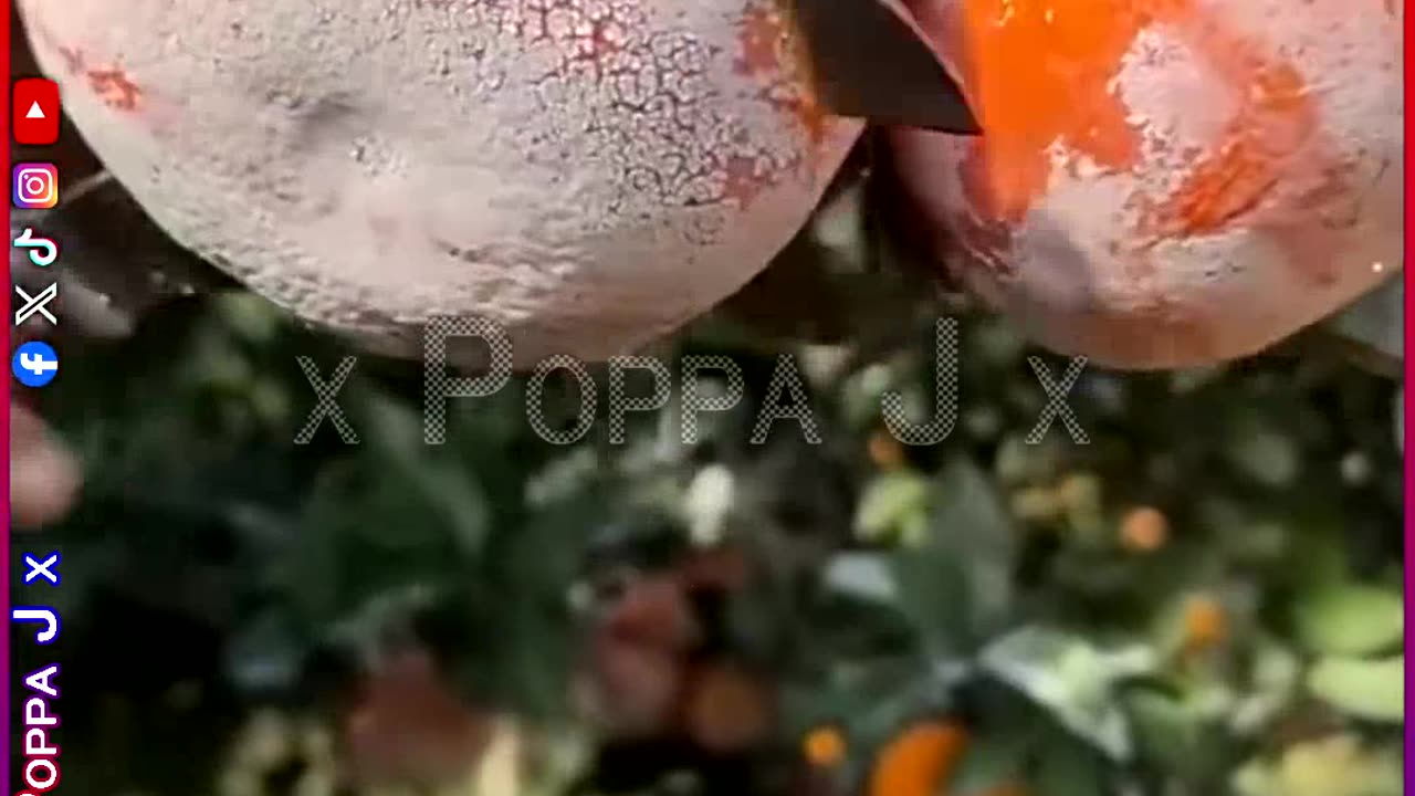 Fresh Squeezed 🍑