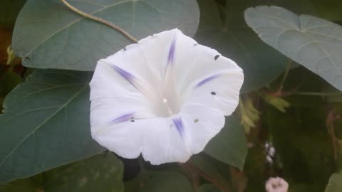 Morning Glory on the porch