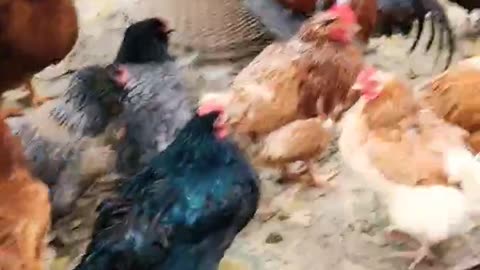 RAIN! Chickens NO LIKE!