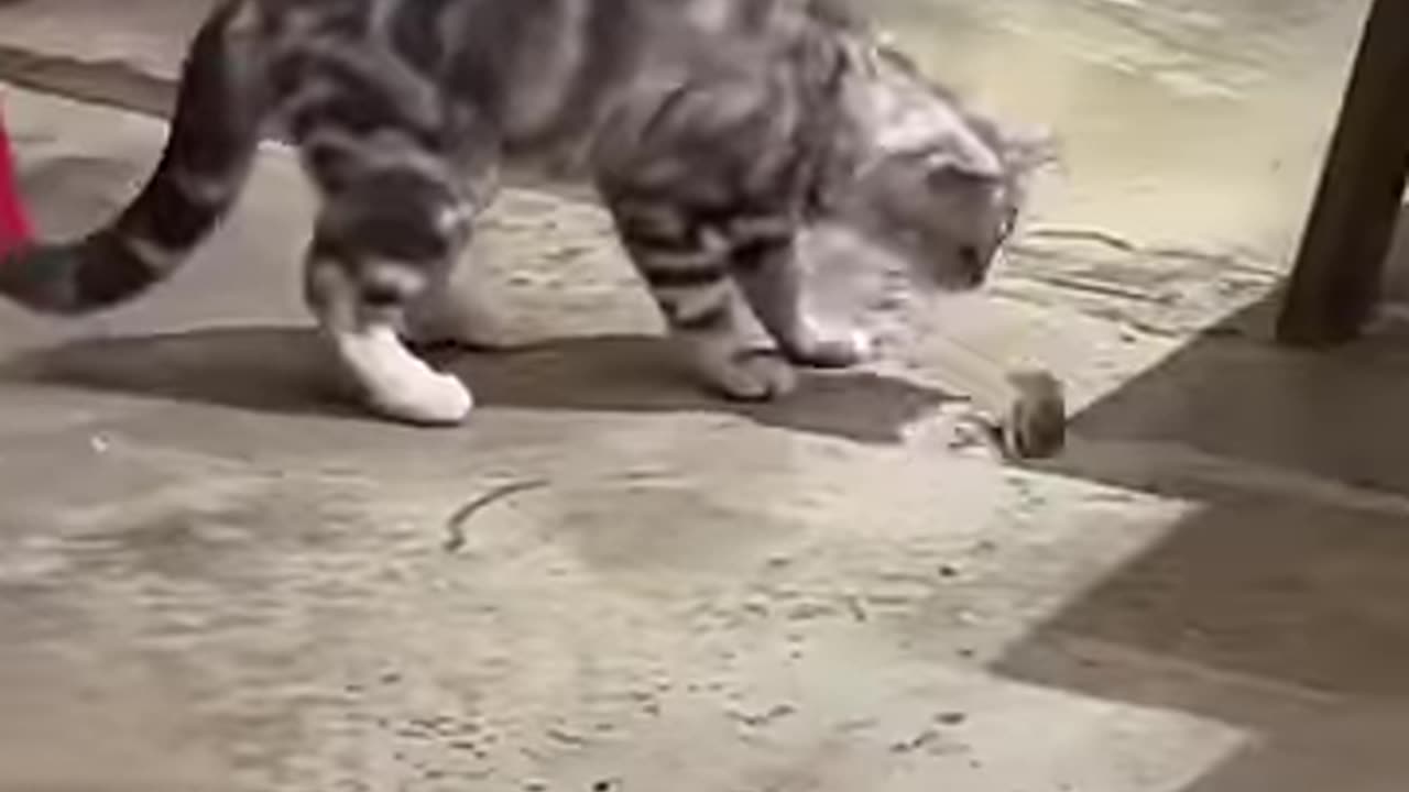 Cats and mice😂_cat _funny _funnycats _kittten _foryou