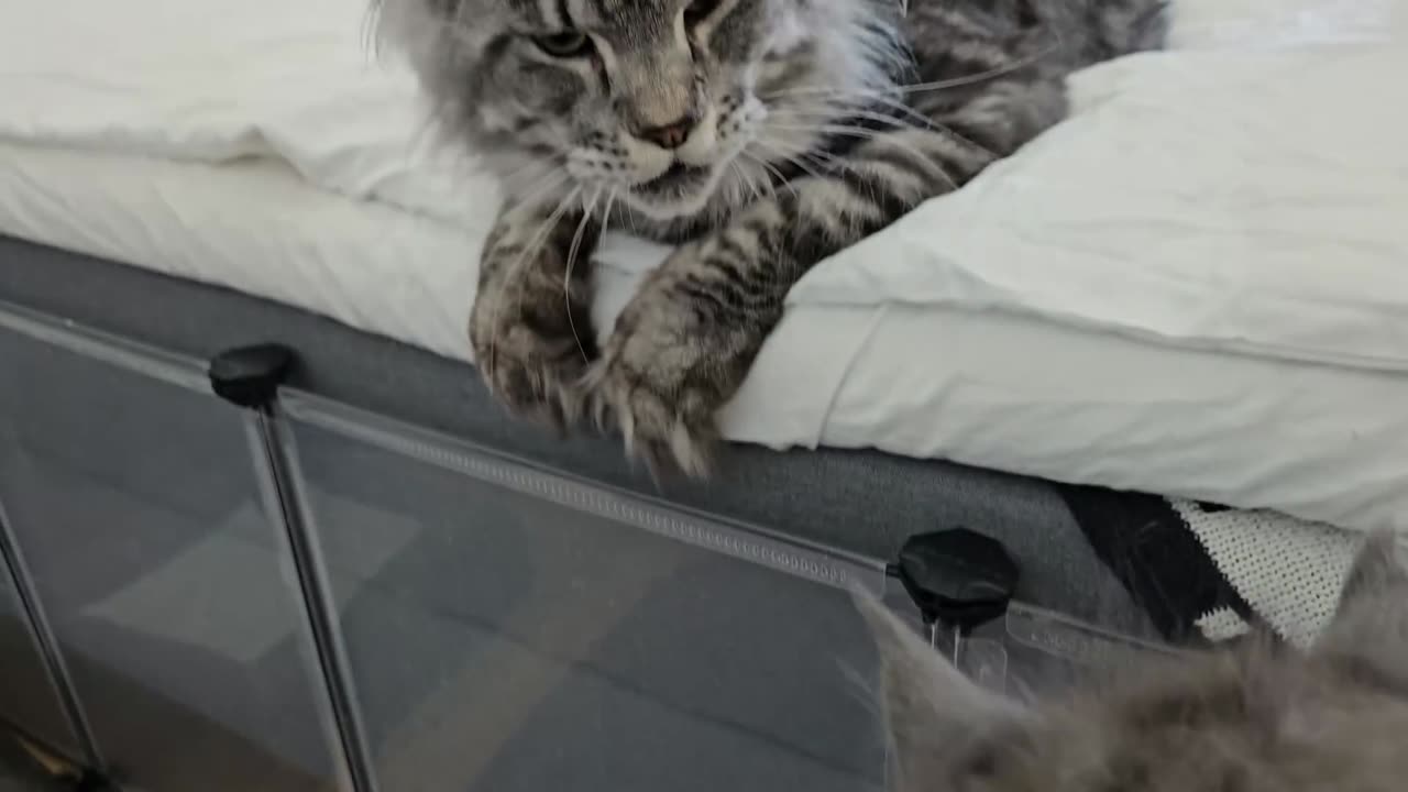 Dad Cat Meets His Kittens For the First Time!