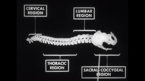 Spinal Column: Structure and Function in Man