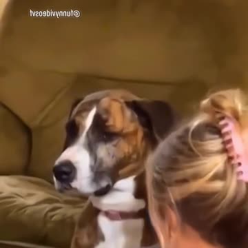 Funny pets bestfriend