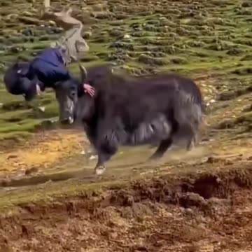 What do you say.......? Oh, it's okay, just watch the video and tell me.👍❤️‍🔥