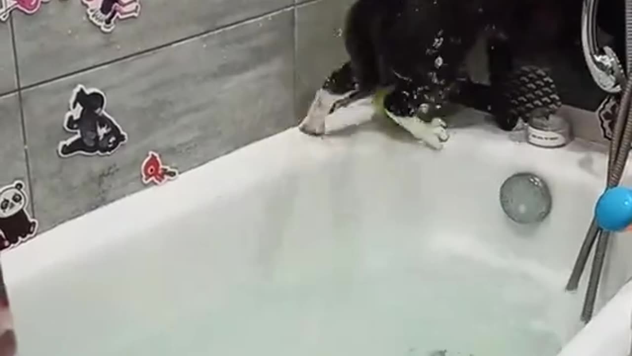 Cats vs water 🥲